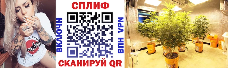 Каннабис ГИДРОПОН Кубинка